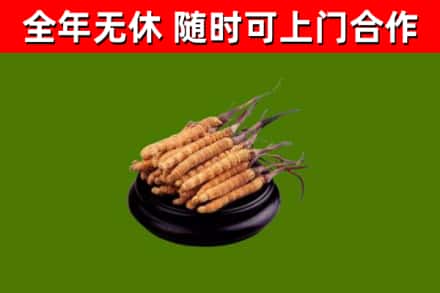 玉溪市回收冬虫夏草